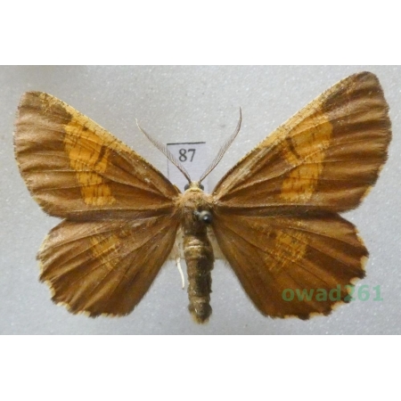 Angerona prunaria (Linnaeus, 1758) male Czech87